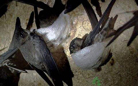 为什么怀孕非要吃燕窝？为什么总是有那么多人愿意为智商税买单？