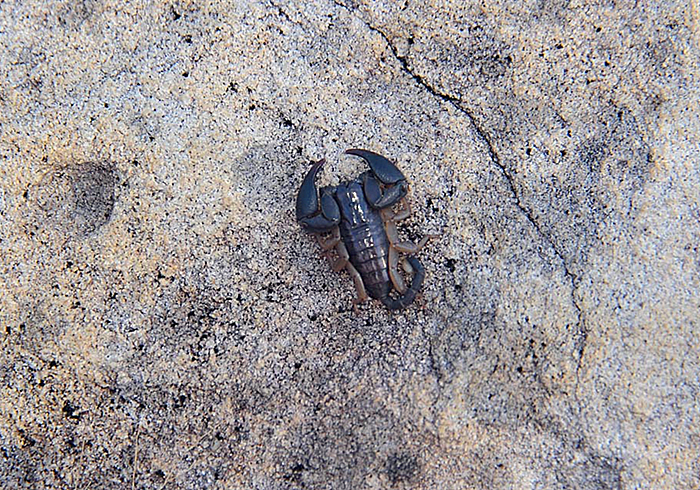 蝎子怎么排泄粪便,蝎子害怕尿吗