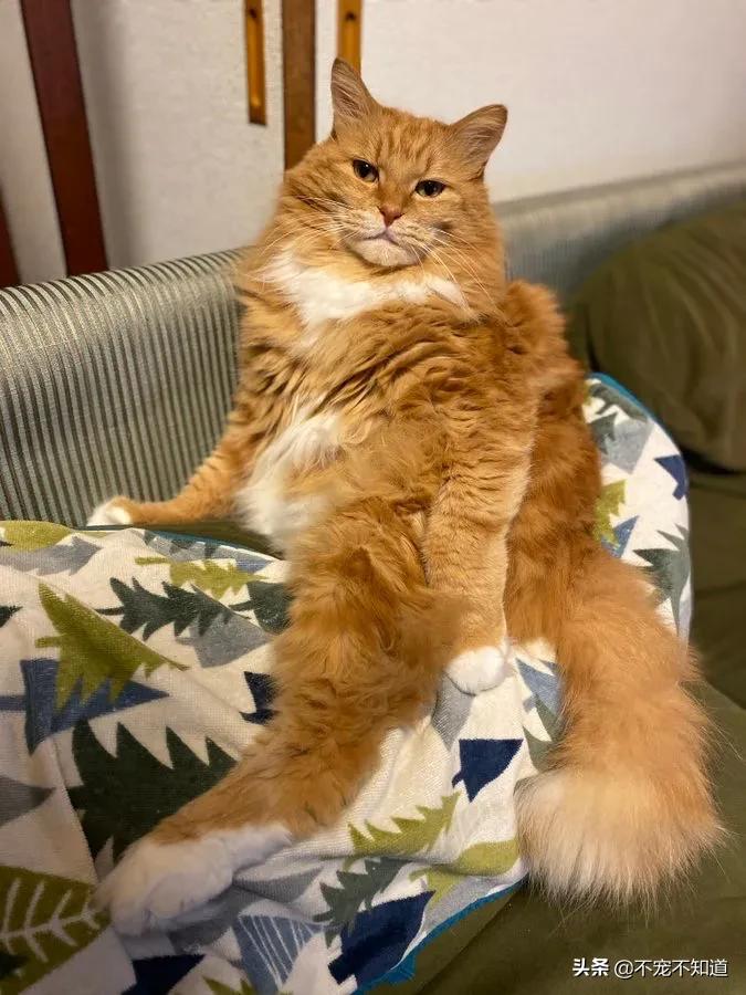 岛国妹子养的超萌小奶猫,几个月后变成巨兽了