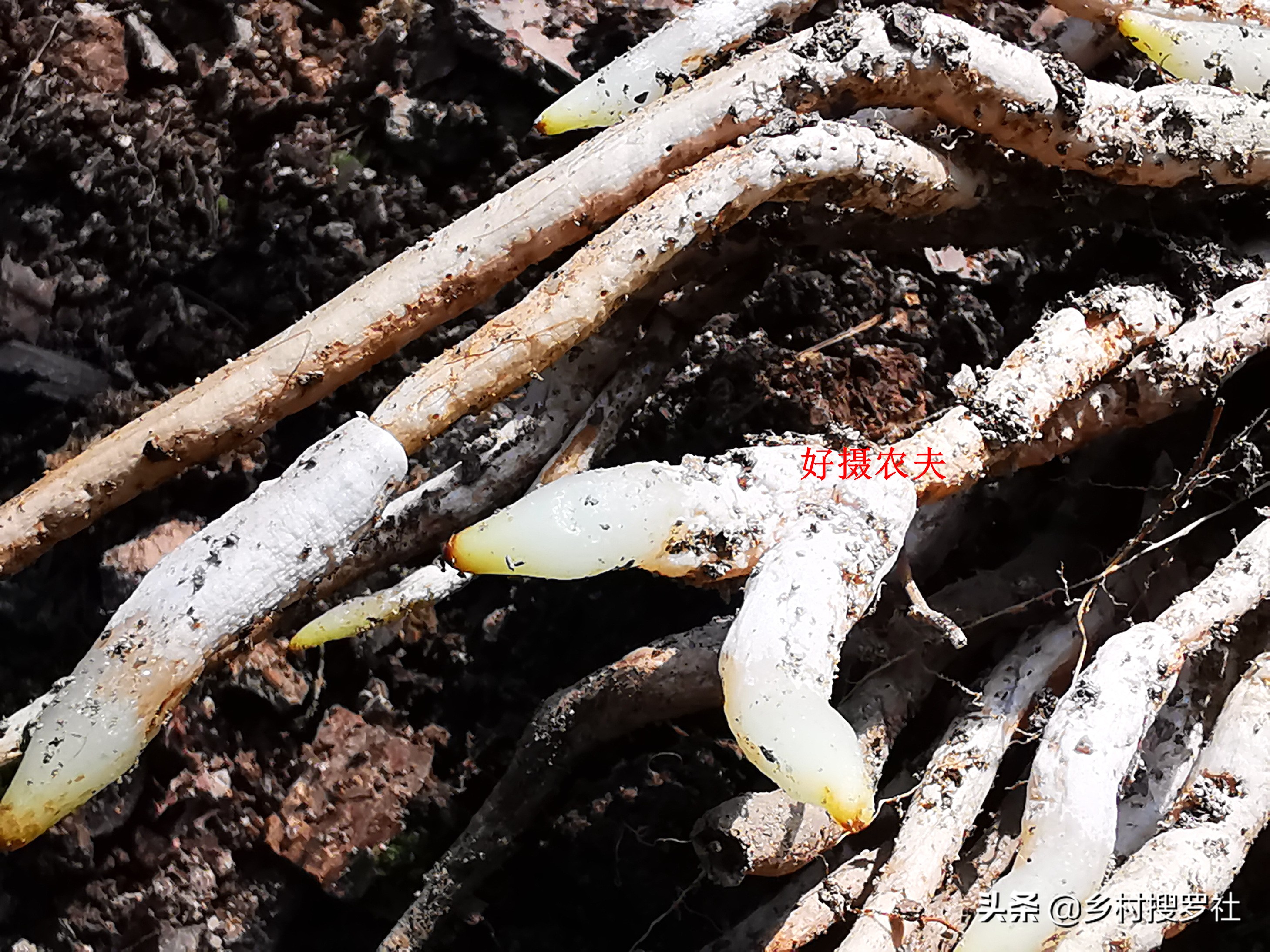 兰花有一个烂根就要翻盆吗,兰花根系特别多怎样分盆