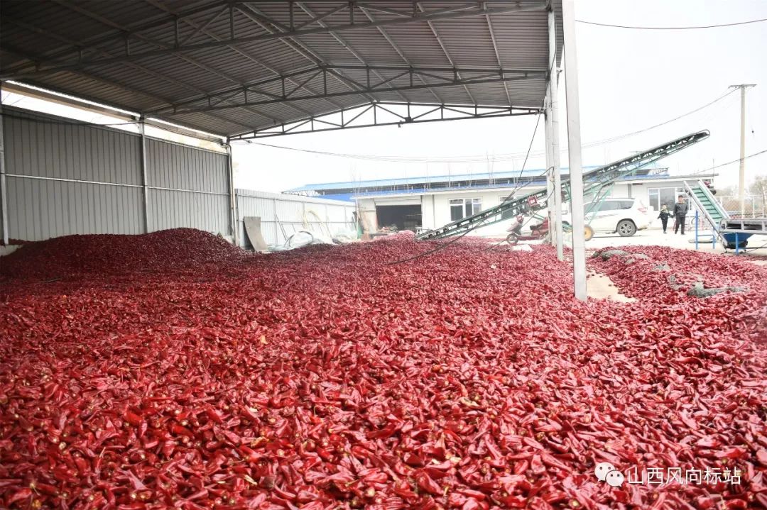 忻州曹张高村辣椒,山西忻州辣椒迎丰收椒农笑开颜