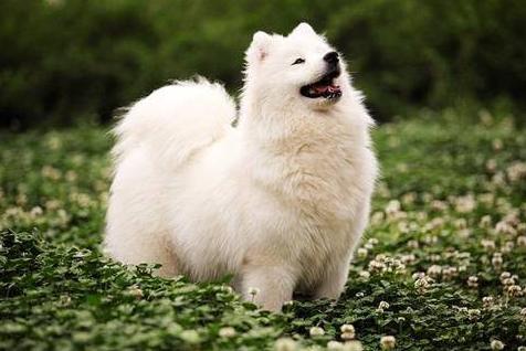 喜欢萨摩耶的人,喜欢萨摩耶的人是什么性格