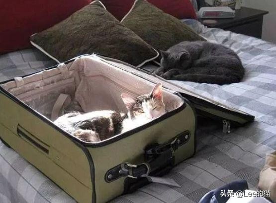 安检行李箱猫猫,机场海关抓到偷渡人员