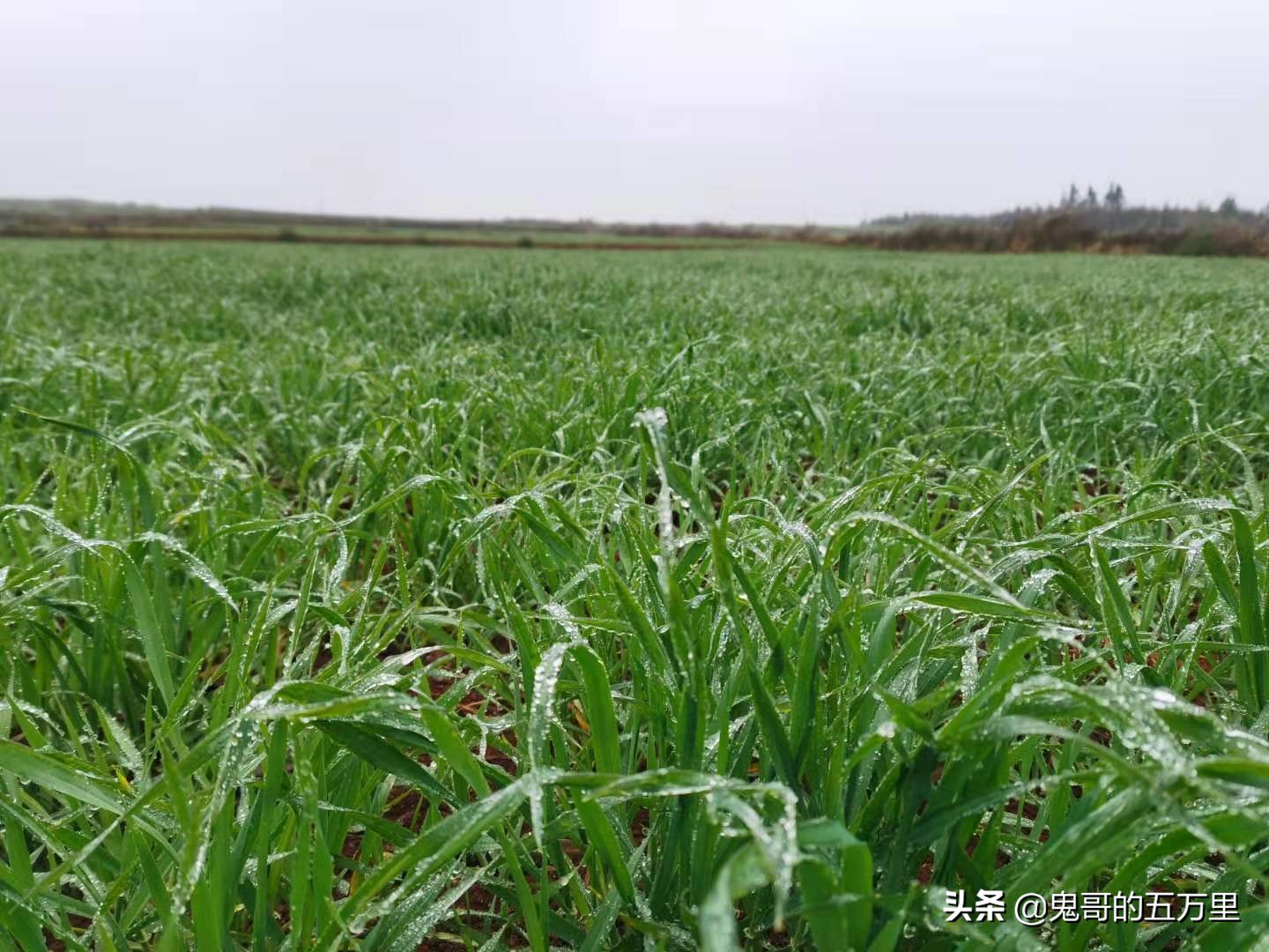 鬼哥的五万里D118骑记：云南，未来可期,泸西县-罗平县