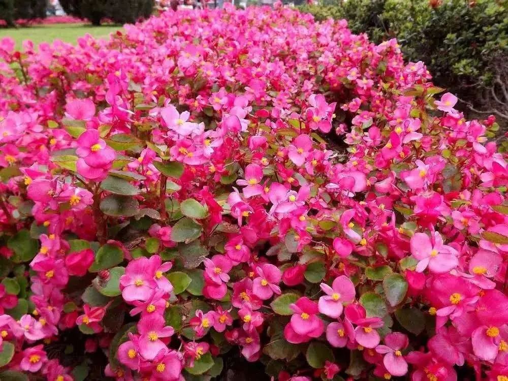 华酝牡丹园紫藤花,华酝牡丹园格桑花