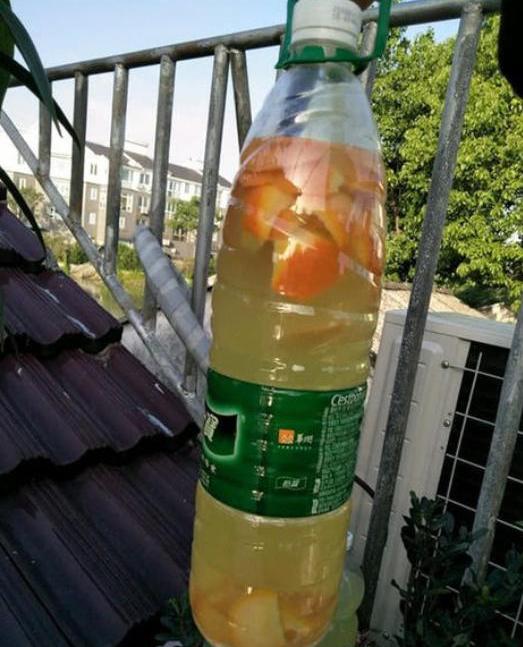 如何利用橘子皮泡水养花,橘子皮养花可是个宝扔掉太可惜了