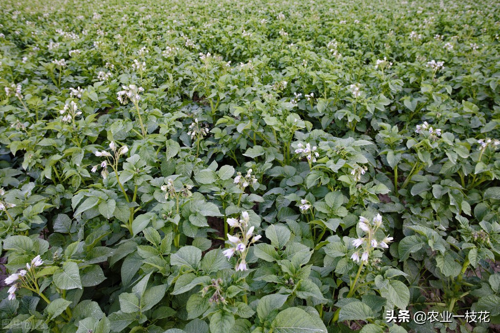 马铃薯晚疫病的症状和治疗方法,马铃薯晚疫病是什么原因