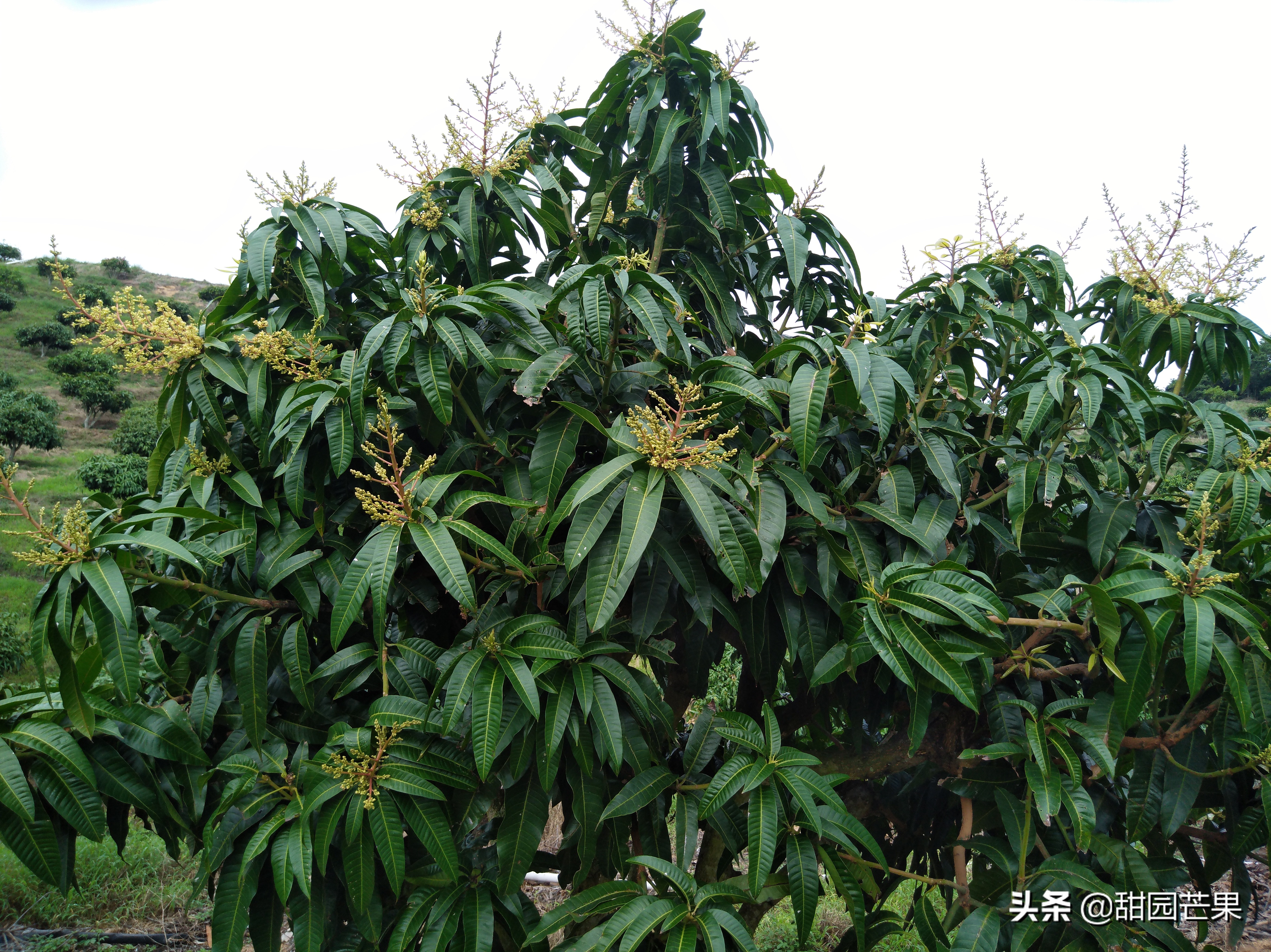 芒果树被霜冻过重新生长了不开花,刚种一年的芒果树开花要不要留