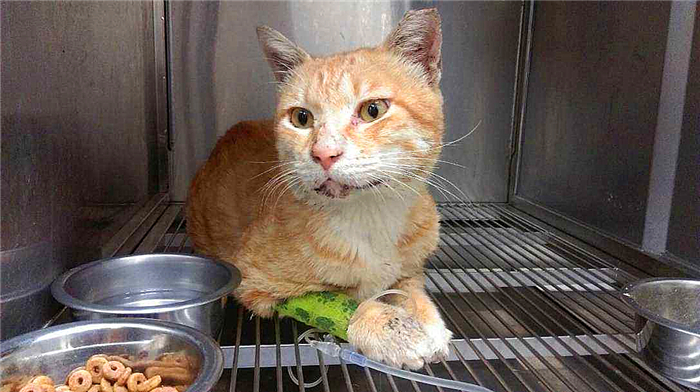 猫咪喝了防冻液会死吗,猫咪吃了防冻液什么症状