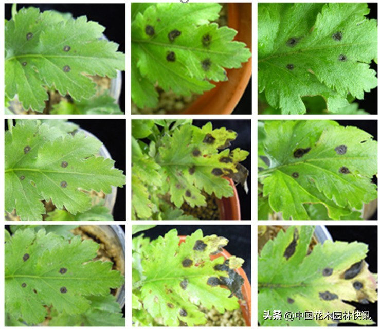 南农农学研究成果,南农大作物遗传育种