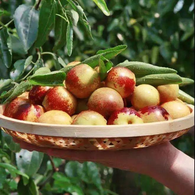 大荔冬枣销售点,品臻大荔冬枣