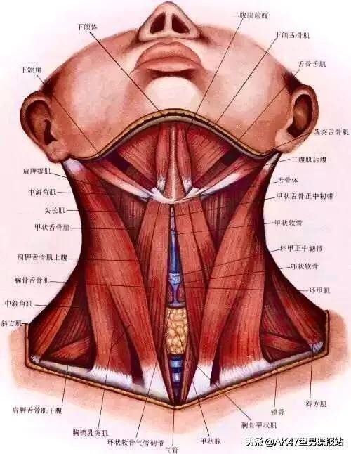 从小白到健身达人十大步骤,从健身小白到健身达人励志