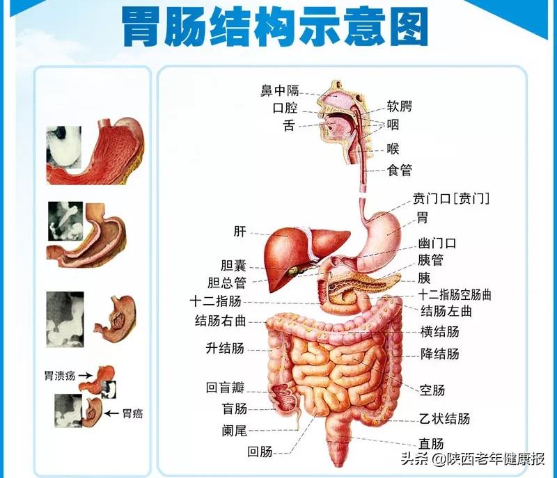 补神来了|经常“胃痛”？小心“伪装高手”胰腺疾病在作怪