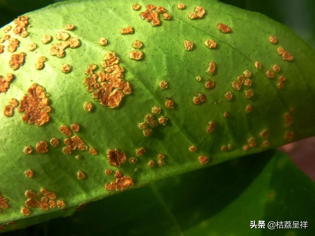 王铜防治柑橘溃疡病的最佳时间,溃疡病柑橘打王铜有效多久