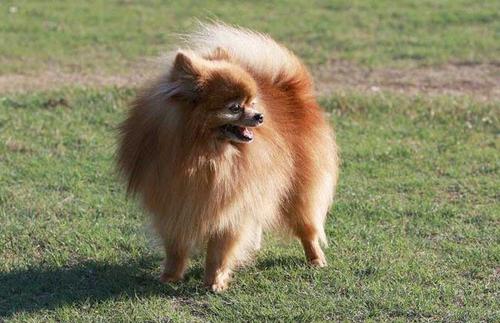 在养宠物之前要做什么,在养狗之前慎重考虑