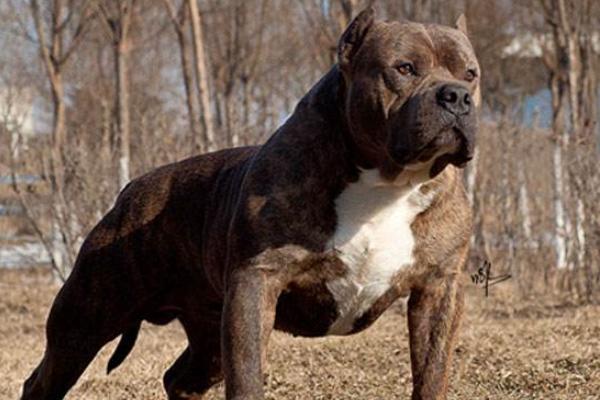 全球十大猛犬比特犬只排第五名,比特犬真的比藏獒厉害吗