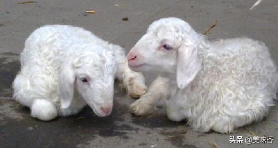 如何防止初生羔羊拉稀,羔羊拉稀绿色是什么原因