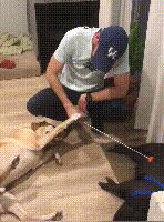 入戏太深！猪把自己当成狗，和狗一起玩耍