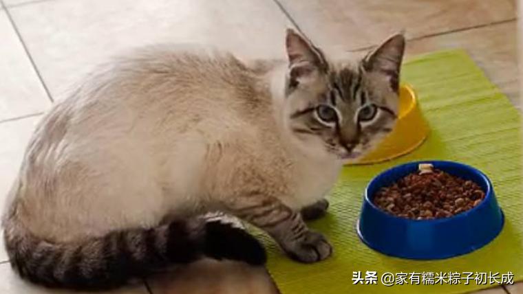 还在只给猫咪喂猫粮吗,到底该给猫咪选什么猫粮