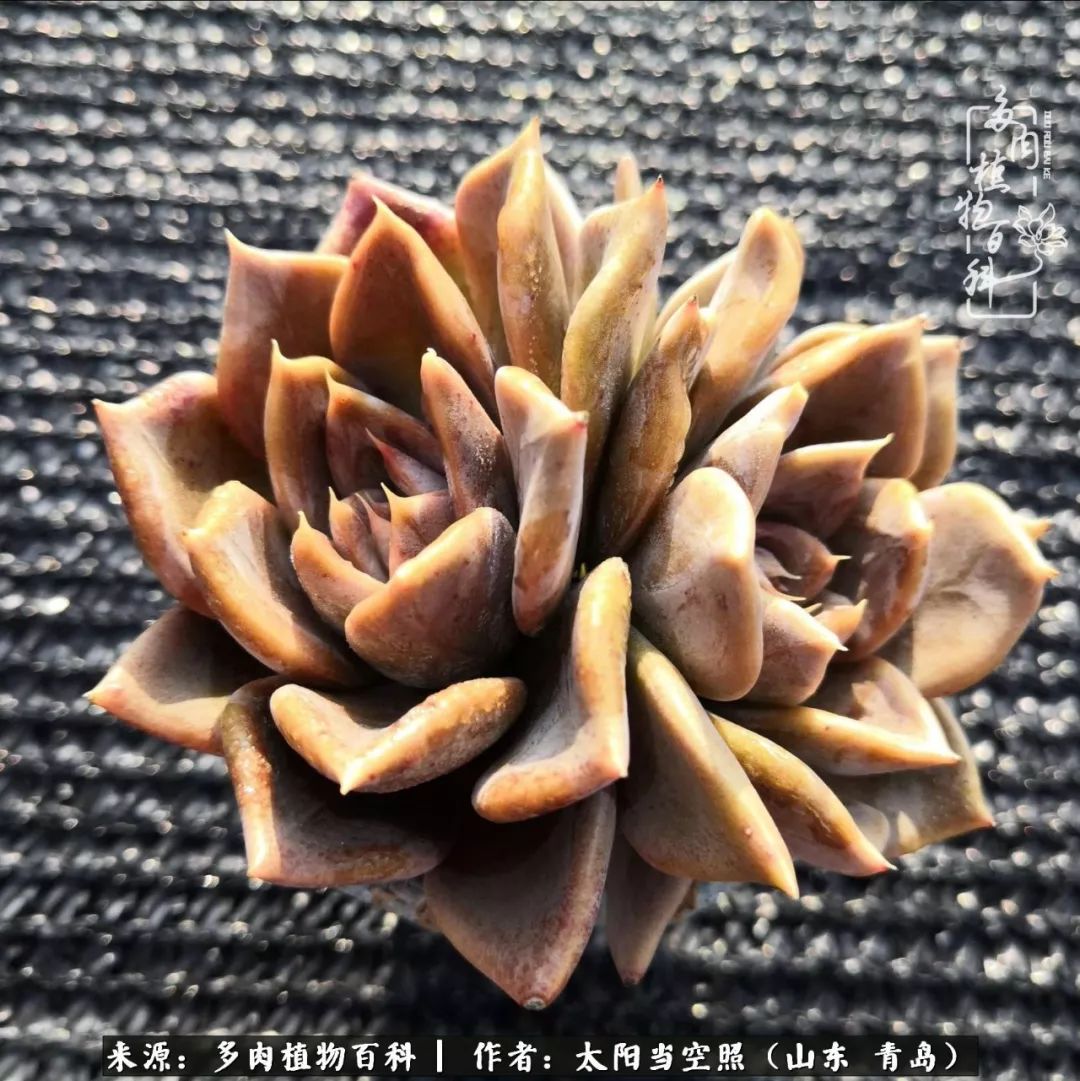 离家在外才发现最难忘的是故乡情,离家在外看见家乡的东西