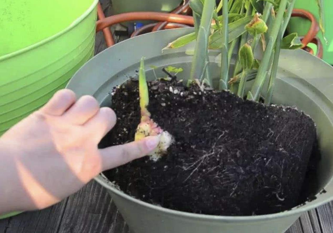 生姜的盆栽方法和用量图片,生姜种植盆栽放土还是放水