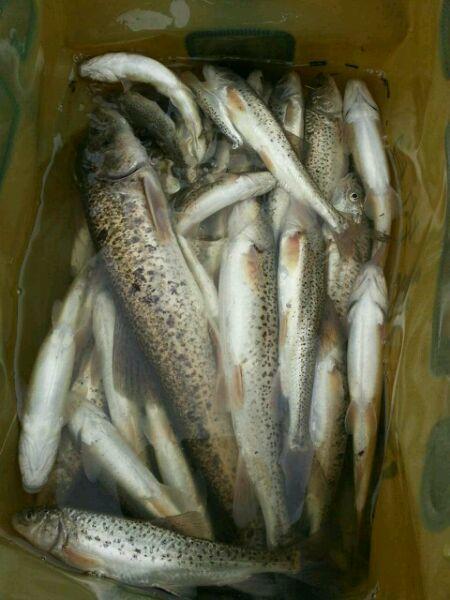 养冷水鱼需要注意什么,冷水鱼的养殖技术和注意事项