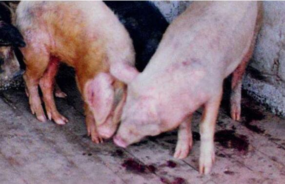 治疗仔猪拉稀，这几种有效的方法你或许还没听过