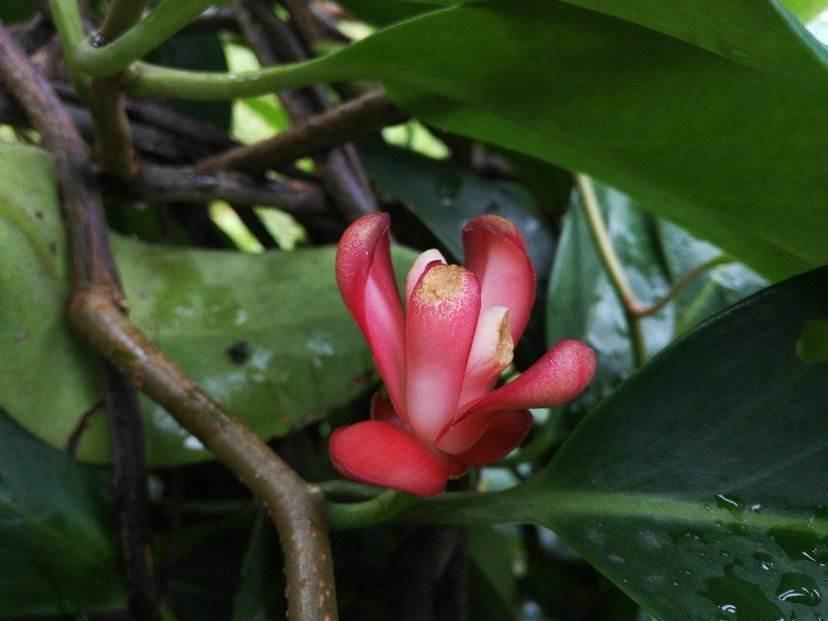 最近很火的一种水果叫什么,有一种水果它的真正的名字叫什么