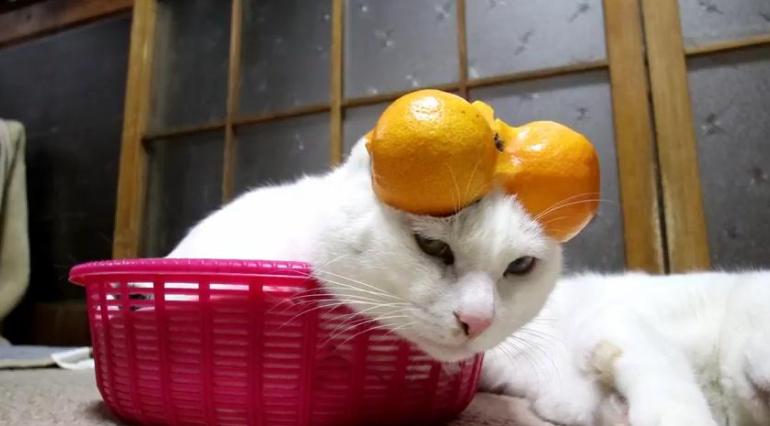 猫咪讨厌什么气味防止乱尿,这7种气味你家猫咪讨厌吗