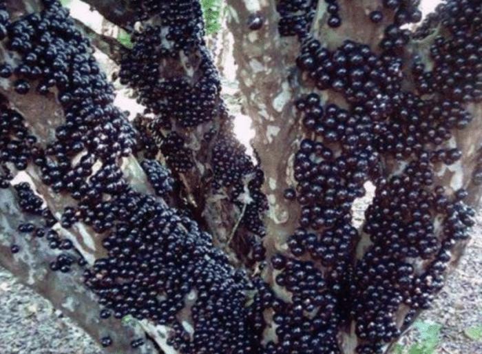 广东水果黑珍珠,黑珍珠水果产地最好的地区