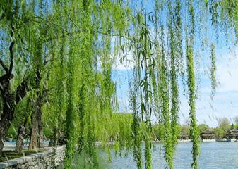 定风波晨海原版视频,定风波晴雨