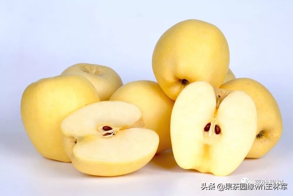 威海金,维纳斯黄金苹果——美的不只是外表