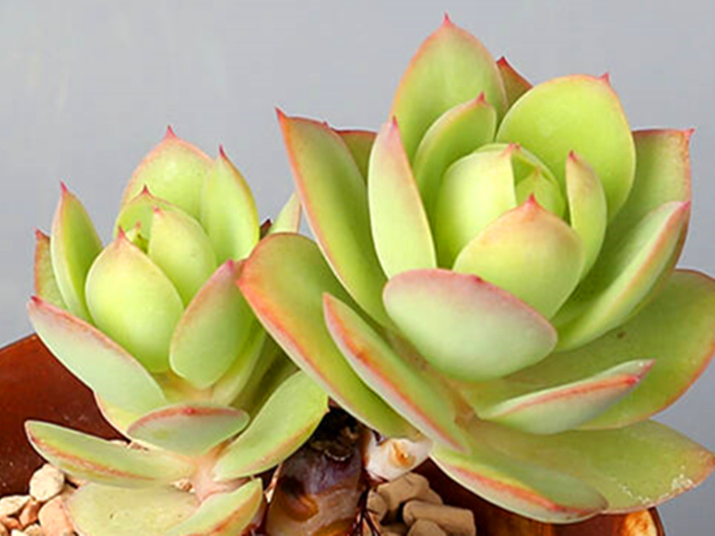 碧桃多肉怎么养出果冻色,碧桃多肉怎么养爆崽