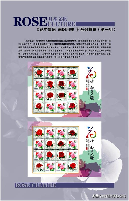 南阳世界月季之乡的金字招牌,聚焦南阳月季之美展示