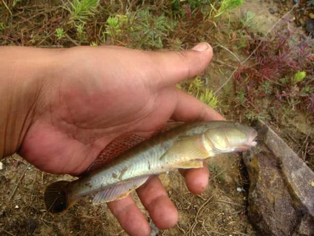 盐沟里钓“光鱼”，体形似胡萝卜，有点虎头蛇尾的感觉