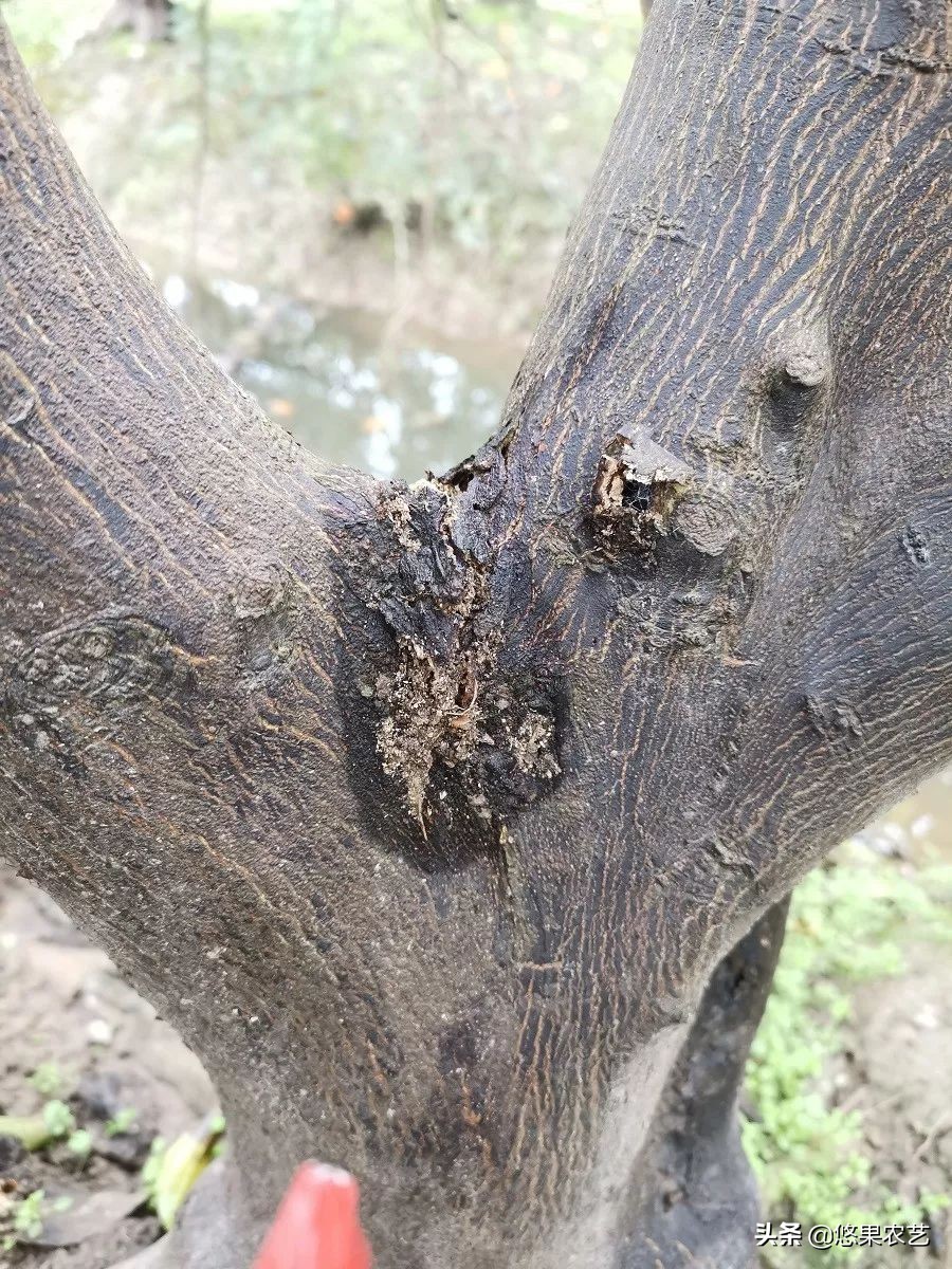 柑橘天牛防治可以管多长时间,柑橘天牛危害时间