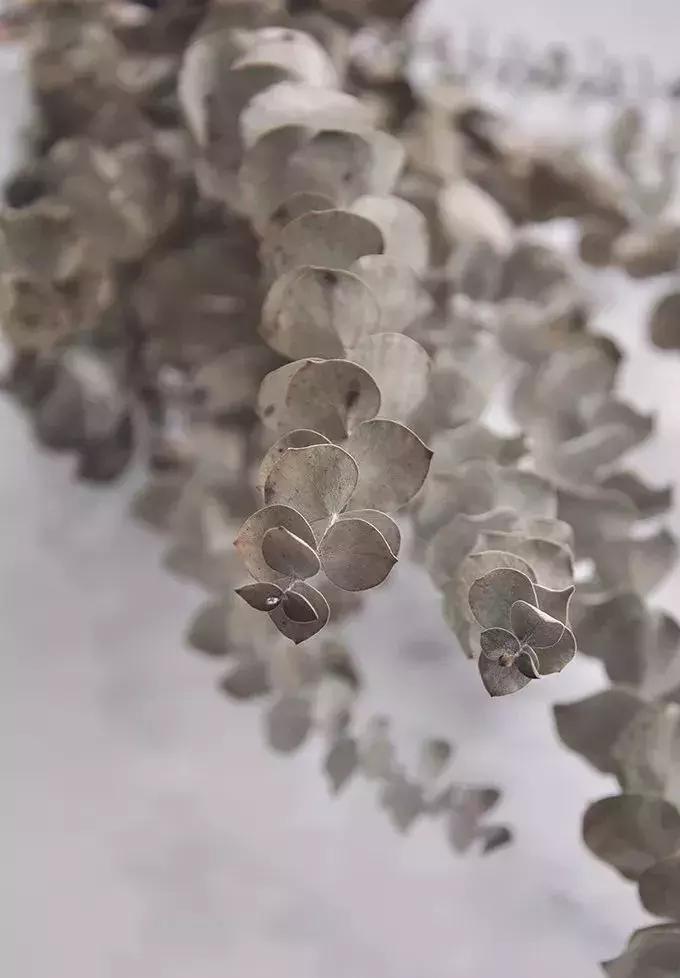 8种能做干花的鲜花，男朋友送的花就这么做