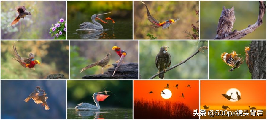 500px新人王公示,500px作品
