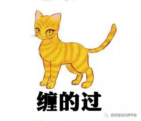 谁说土猫无名猫?快来围观古代猫谱,你家有没有镇宅神兽!