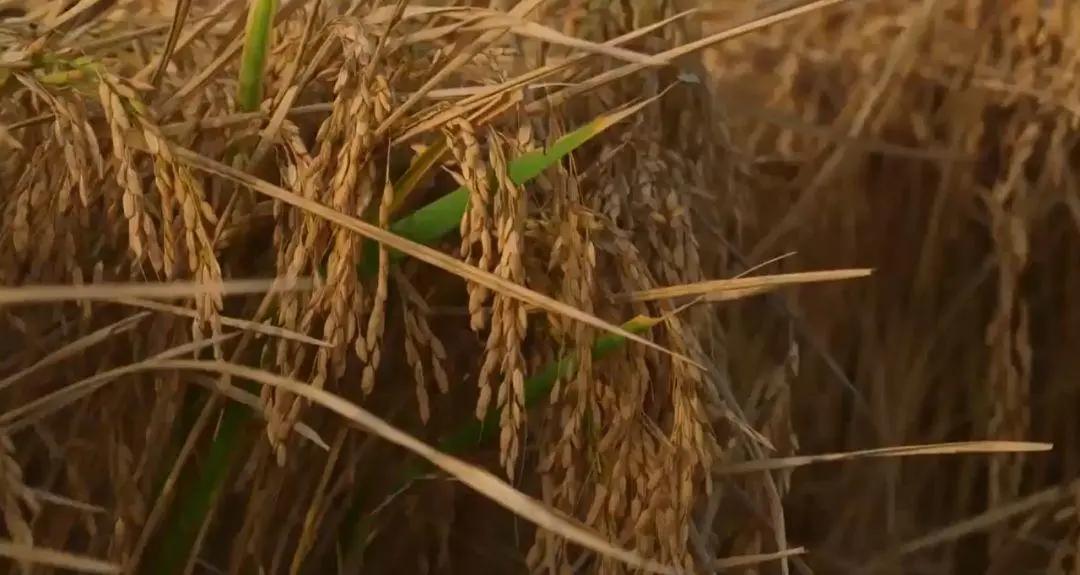 稻子脱壳成大米,稻子去壳的方法