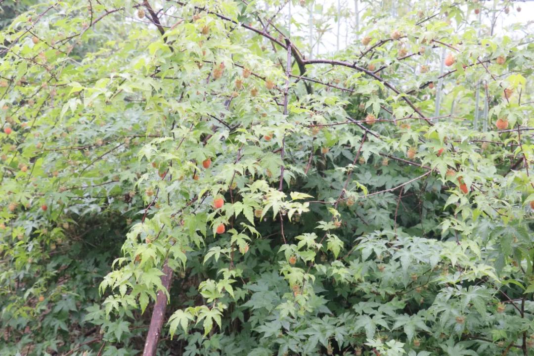 诸暨哪里树莓采摘最好,诸暨摘树莓