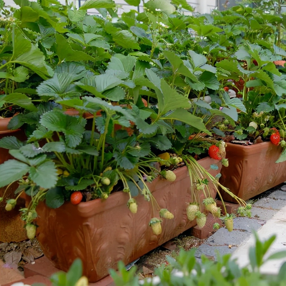 红花草莓托斯卡纳,红花草莓和白花草莓哪个好