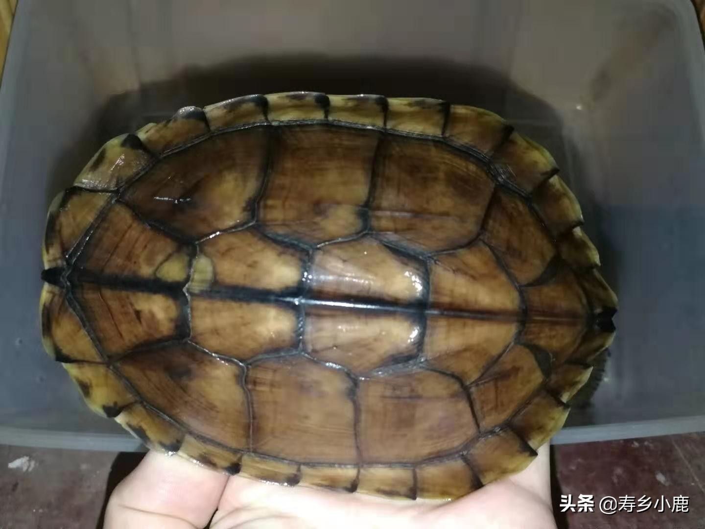 比较大的石金钱龟怎么养,怎么养石金钱龟才是正确的