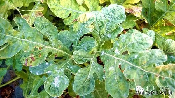 新版西瓜病虫害解决方案,2020西瓜病害视频