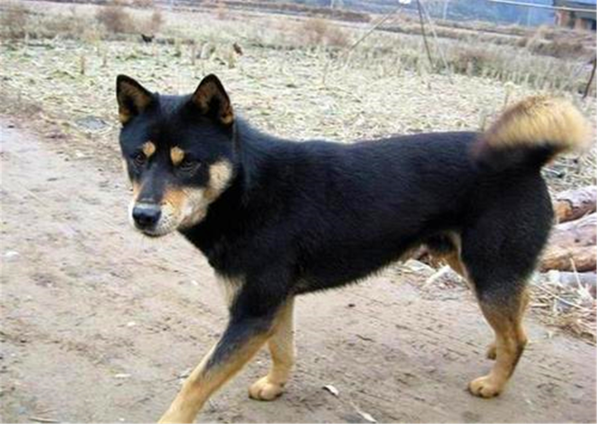 全网最出名的四眼狗,有名的四眼狗