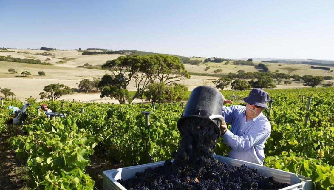 反制轮到澳洲葡萄了？澳农产品组织抱怨，在中国港口遭遇清关难题