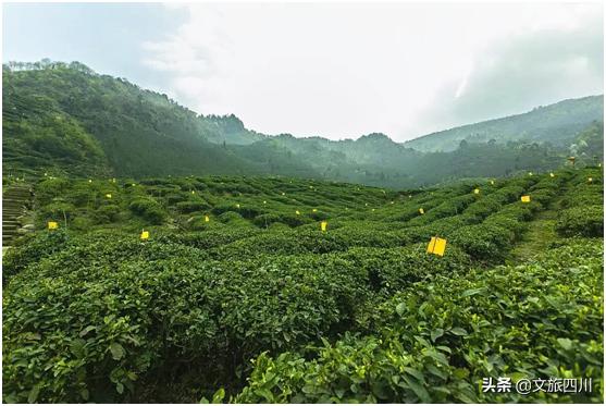 勇于创新创业致力发展有机茶的优秀女企业家——鲁润