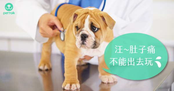 狗狗会应激得肠胃炎吗,狗狗情绪烦躁来回溜达刨窝