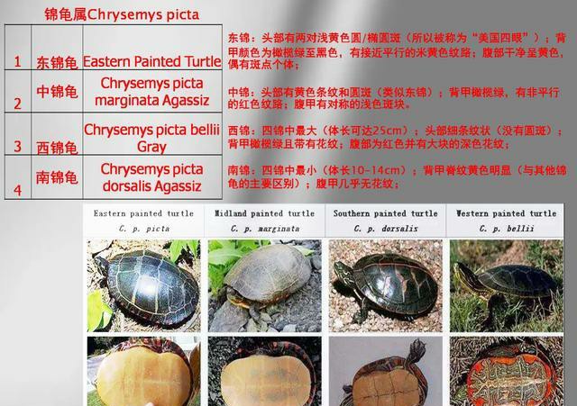 龟的种类大全图解巴西红耳龟,巴西龟品种大全大图高清