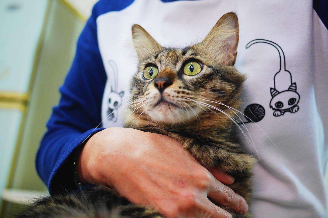 临清狮子猫和长毛狸花猫,临清狮子猫配狸花猫